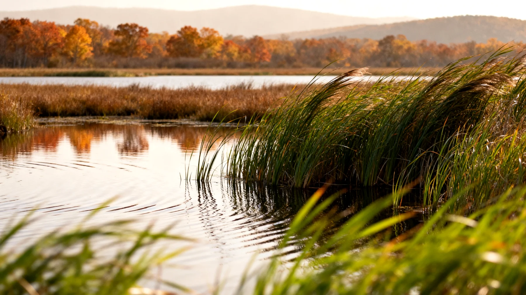 Parc national de l'Ichkeul"